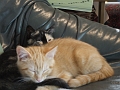 Kitens_Leo 011